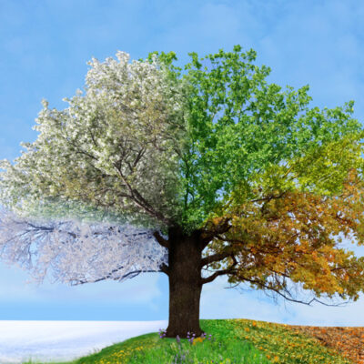 Tree image showing summer, winter, autumn and spring - Vitilox for Vitiligo Treatment Vitiligo and the seasons - How to prevent allergies